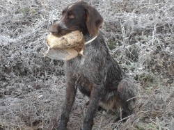 Quira di Tosca del Diamante